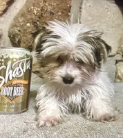 AKC “Andy” Small Toy Parti #I4, a male Yorkshire Terrier for sale in Jacksboro, TX – Photo 2 of 7