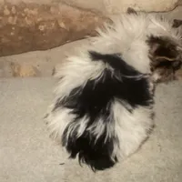 AKC “Andy” Teacup Parti #Iz4, a male Yorkshire Terrier for sale in Jacksboro, TX – Photo 5 of 7