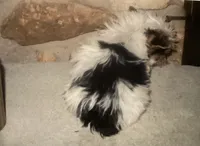 AKC “Andy” Small Toy Parti #I4, a male Yorkshire Terrier for sale in Jacksboro, TX – Photo 5 of 7