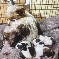AKC “Andy” Teacup Parti #Iz4, a male Yorkshire Terrier for sale in Jacksboro, TX – Photo 7 of 7
