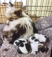 AKC “Andy” Small Toy Parti #I4, a male Yorkshire Terrier for sale in Jacksboro, TX – Photo 7 of 7