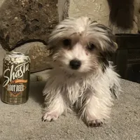 AKC “Andy” Teacup Parti #Iz4, a male Yorkshire Terrier for sale in Jacksboro, TX – Photo 4 of 7