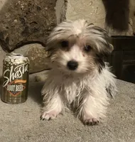 AKC “Andy” Small Toy Parti #I4, a male Yorkshire Terrier for sale in Jacksboro, TX – Photo 4 of 7