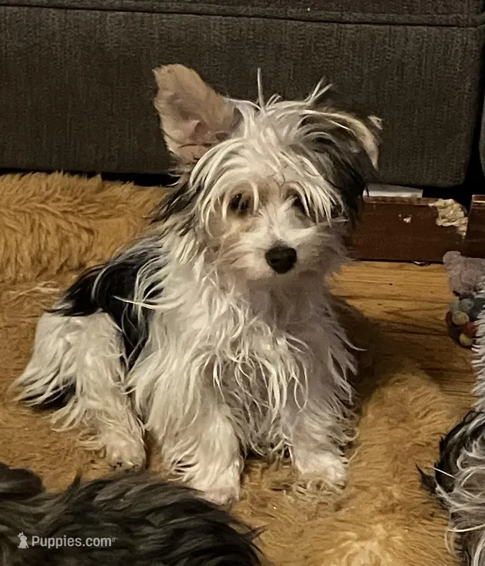 AKC “Andy” Small Toy Parti #I4