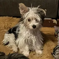 AKC “Andy” Teacup Parti #Iz4, a male Yorkshire Terrier for sale in Jacksboro, TX – Photo 1 of 7