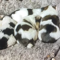 AKC “Andy” Teacup Parti #Iz4, a male Yorkshire Terrier for sale in Jacksboro, TX – Photo 6 of 7