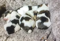 AKC “Andy” Small Toy Parti #I4, a male Yorkshire Terrier for sale in Jacksboro, TX – Photo 6 of 7