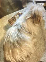 AKC Shermy Toy Parti color Iz#3 , a male Yorkshire Terrier for sale in Jacksboro, TX – 2 of 4