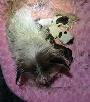 AKC “Cookie” Teacup Parti, a female Yorkshire Terrier for sale in Jacksboro, TX – 4 of 4