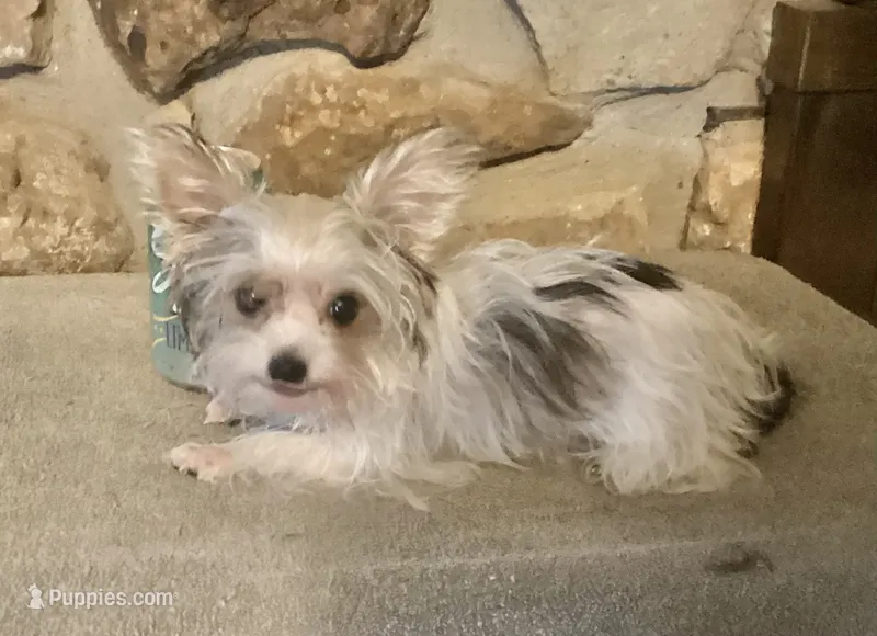 AKC “Cookie” Teacup Parti – Yorkshire Terrier puppy for sale in Jacksboro, TX