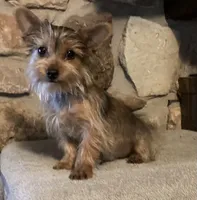 AKC “Copper” Teacup Male Sable P#1, a male Yorkshire Terrier for sale in Jacksboro, TX – 2 of 7