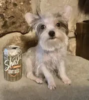 AKC “Fritz” Teacup Parti male, a male Yorkshire Terrier for sale in Jacksboro, TX – 3 of 4