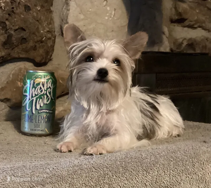 AKC “Cookie” Teacup Parti – Yorkshire Terrier puppy for sale in Jacksboro, TX