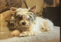 AKC Shermy Toy Parti color Iz#3 , a male Yorkshire Terrier for sale in Jacksboro, TX – 3 of 4