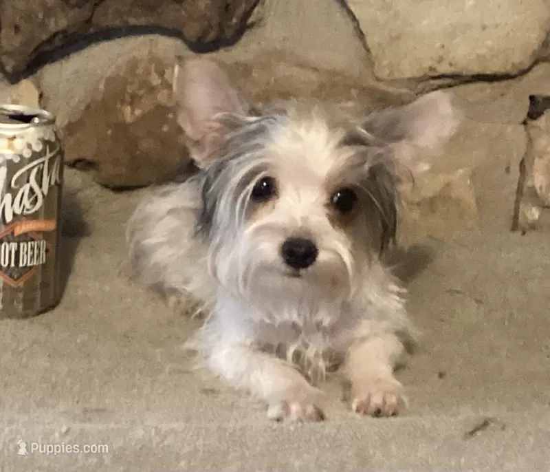 AKC “Fritz” Teacup Parti male – Yorkshire Terrier puppy for sale in Jacksboro, TX