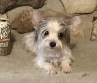 AKC “Fritz” Teacup Parti male, a male Yorkshire Terrier for sale in Jacksboro, TX – 1 of 6