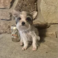 AKC “Fritz” Teacup Parti male, a male Yorkshire Terrier for sale in Jacksboro, TX – 2 of 4