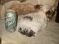 AKC “Cookie” Teacup Parti, a female Yorkshire Terrier for sale in Jacksboro, TX – 3 of 4