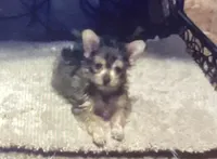 AKC “Copper” Teacup Male Sable P#1, a male Yorkshire Terrier for sale in Jacksboro, TX – 2 of 3