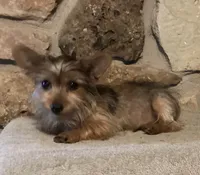 AKC “Copper” Teacup Male Sable P#1, a male Yorkshire Terrier for sale in Jacksboro, TX – 4 of 7