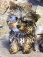 AKC “ Fawn “ Teacup #S3, a female Yorkshire Terrier for sale in Jacksboro, TX – Photo 2 of 8