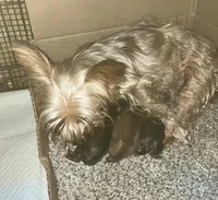 AKC “ Fawn “ Teacup #S3, a female Yorkshire Terrier for sale in Jacksboro, TX – Photo 8 of 8