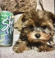 AKC “ Fawn “ Teacup #S3, a female Yorkshire Terrier for sale in Jacksboro, TX – Photo 5 of 8