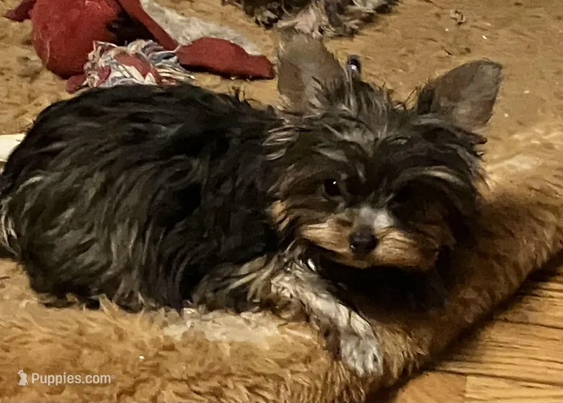 AKC “ Fawn “ Teacup #S3