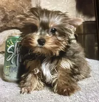 AKC “ Fawn “ Teacup #S3, a female Yorkshire Terrier for sale in Jacksboro, TX – Photo 4 of 8