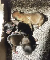 AKC “ Fawn “ Teacup #S3, a female Yorkshire Terrier for sale in Jacksboro, TX – Photo 7 of 8