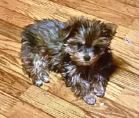 AKC “ Fawn “ Teacup #S3, a female Yorkshire Terrier for sale in Jacksboro, TX – Photo 6 of 8