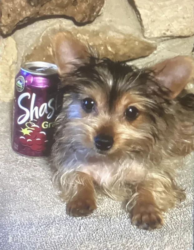 AKC “Copper” Teacup Male Sable P#1 – Yorkshire Terrier puppy for sale in Jacksboro, TX