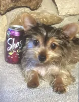 AKC “Copper” Teacup Male Sable P#1, a male Yorkshire Terrier for sale in Jacksboro, TX – 1 of 3