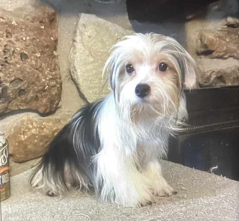 AKC “Andy” Toy Parti  Iz#4 – Yorkshire Terrier puppy for sale in Jacksboro, TX