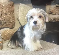 AKC “Andy” Toy Parti  Iz#4, a male Yorkshire Terrier for sale in Jacksboro, TX – 1 of 8