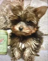 AKC “Mouse” Teacup #S1, a male Yorkshire Terrier for sale in Jacksboro, TX – Photo 5 of 7