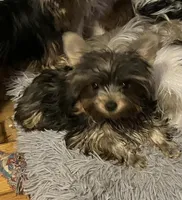 AKC “Mouse” Teacup #S1, a male Yorkshire Terrier for sale in Jacksboro, TX – Photo 1 of 7