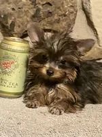 AKC “Mouse” Teacup #S1, a male Yorkshire Terrier for sale in Jacksboro, TX – Photo 2 of 7