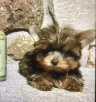 AKC “Mouse” Teacup #S1, a male Yorkshire Terrier for sale in Jacksboro, TX – Photo 4 of 7