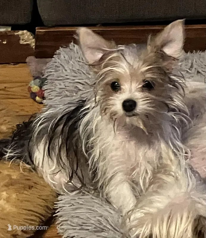 AKC “Sophie” Teacup Parti #Iz1