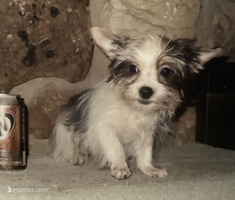 AKC “Sophie” Teacup Parti #Iz1