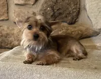 AKC “Copper” small Toy Male Sable P#1, a male Yorkshire Terrier for sale in Jacksboro, TX – 2 of 9
