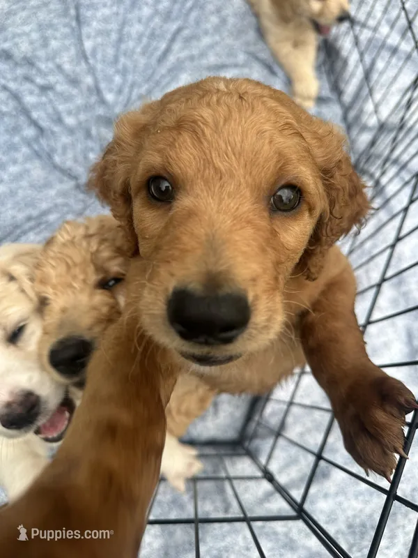 Benny – Goldendoodle puppy for sale in Antreville, SC
