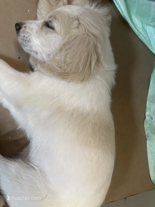 Minnie – Goldendoodle puppy for sale in Antreville, SC