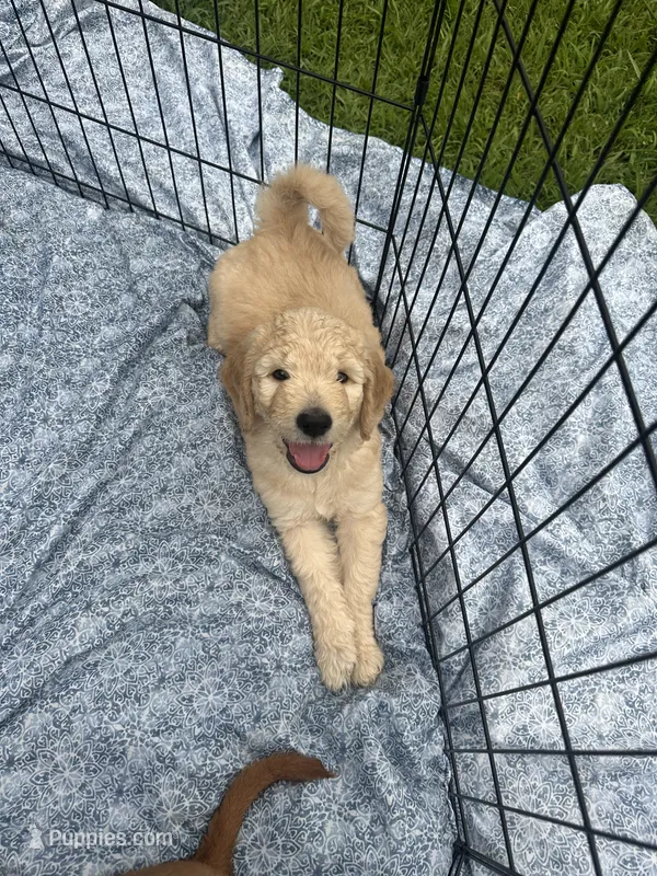Kenny – Goldendoodle puppy for sale in Antreville, SC