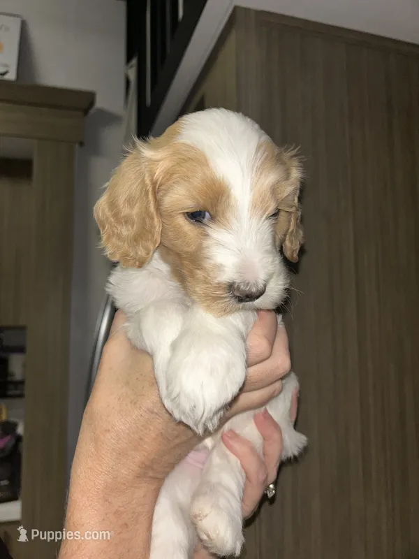 Winnie – Goldendoodle puppy for sale in Antreville, SC