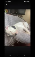 Gizmo, a male Dogo Argentino for sale in Callao, VA – 3 of 3