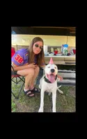 Gizmo, a male Dogo Argentino for sale in Callao, VA – 2 of 3