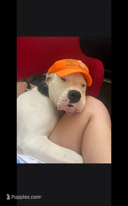 Gizmo – Dogo Argentino puppy for sale in Callao, VA