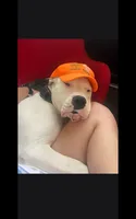 Gizmo, a male Dogo Argentino for sale in Callao, VA – 1 of 3